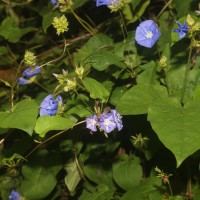 Jacquemontia pentanthos (Jacq.) G.Don