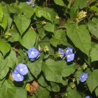 Jacquemontia pentanthos (Jacq.) G.Don