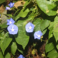 Jacquemontia pentanthos (Jacq.) G.Don