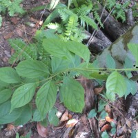 Celastrus paniculatus Willd.