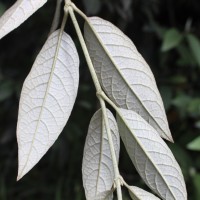 Buddleja madagascariensis Lam.