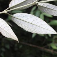 Buddleja madagascariensis Lam.