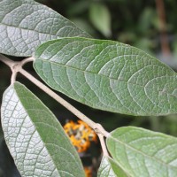 Buddleja madagascariensis Lam.