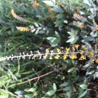 Buddleja madagascariensis Lam.