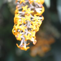 Buddleja madagascariensis Lam.