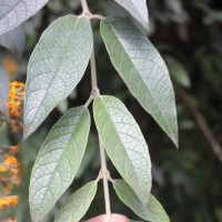 Buddleja madagascariensis Lam.