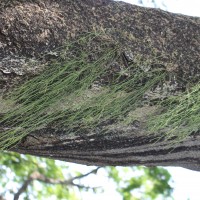 Rhipsalis baccifera (J.S.Muell.) Stearn