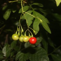 Solanum seaforthianum Andrews