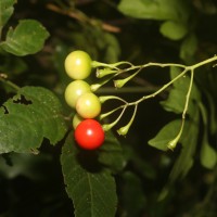 Solanum seaforthianum Andrews