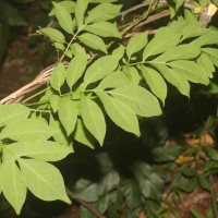 Solanum seaforthianum Andrews