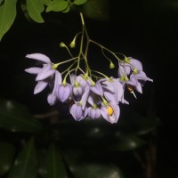 Solanum seaforthianum Andrews