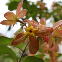 Mussaenda philippica A.Rich.