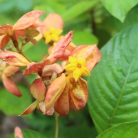 Mussaenda philippica A.Rich.