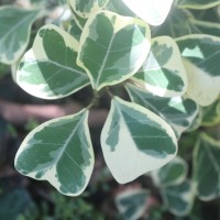 Ficus natalensis subsp. leprieurii (Miq.) C.C.Berg