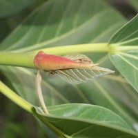 Ficus benghalensis L.