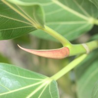 Ficus benghalensis L.