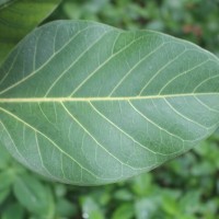 Ficus benghalensis L.