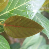 Ficus benghalensis L.