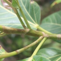 Ficus benghalensis L.