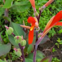 Canna indica L.