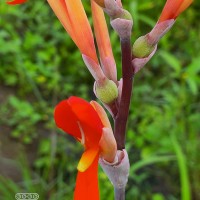 Canna indica L.