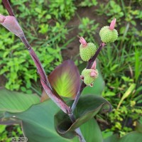 Canna indica L.