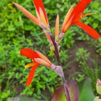 Canna indica L.