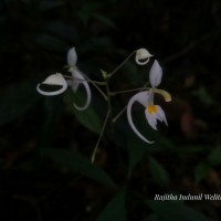 Impatiens cornigera Arn.