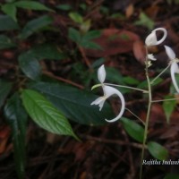 Impatiens cornigera Arn.