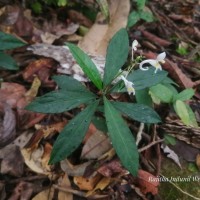 Impatiens cornigera Arn.