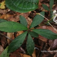 Impatiens cornigera Arn.