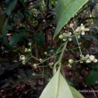 Glyptopetalum zeylanicum Thwaites