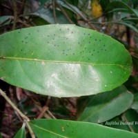 Glyptopetalum zeylanicum Thwaites