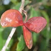 Quassia indica (Gaertn.) Noot.