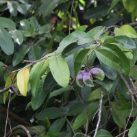 Quassia indica (Gaertn.) Noot.