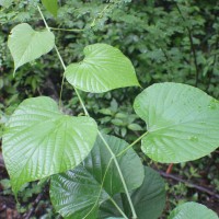 Cissus latifolia Lam.