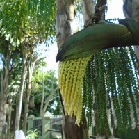 Caryota mitis Lour.