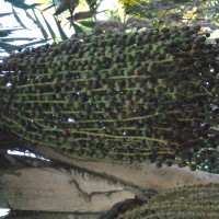 Caryota mitis Lour.