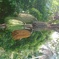 Caryota mitis Lour.