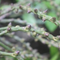 Caryota mitis Lour.