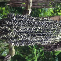 Caryota mitis Lour.