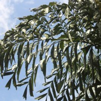 Caryota mitis Lour.