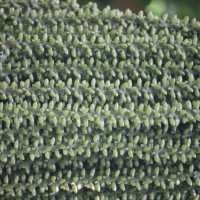 Caryota mitis Lour.
