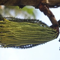 Caryota mitis Lour.