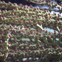 Caryota mitis Lour.