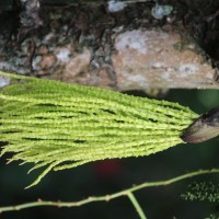 Caryota mitis Lour.