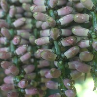 Caryota mitis Lour.