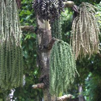 Caryota mitis Lour.