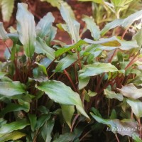 Cryptocoryne walkeri Schott