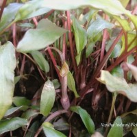 Cryptocoryne walkeri Schott